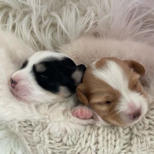 Meet the new baby boys! Tommy and Gus are almost three weeks old!